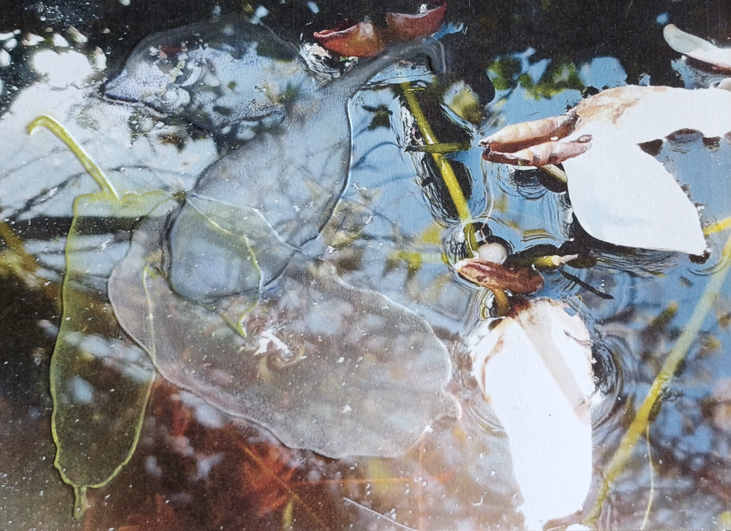 Marion Bouwhuis: Vaantjesbloem, blindruk op fotoprint